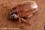 Enlarged Image of 'Adoretus versutus'