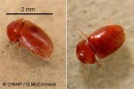 Enlarged Image of 'Lasioderma serricorne'