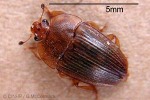 Stelidota nigovaria