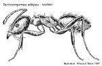 White-footed Ant (Technomyrmex albipes)