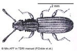 Sawtoothed Grain-Beetle (Oryzaephilus surinamensis)