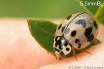 Black-spotted Grey Ladybird (Olla v-nigrum)
