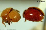 Enlarged Image of 'Rodolia pumila QQID'