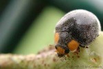 Yellowshoulder Ladybird (Scymnodes lividigaster)