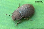 Enlarged Image of 'Gonocephalum adpressiforme QQAS'