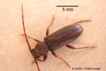 Enlarged Image of 'Ceresium guttaticollis nrQQ'