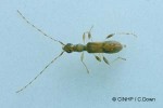 Enlarged Image of 'Longipalpus gynandrapsidis'