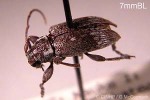 Enlarged Image of 'Oopsis albopicta'