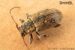 Enlarged Image of 'Oopsis nutator'