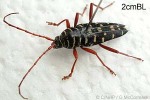 Placosternus crinicornis