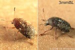 What Am I? Click to display answer!