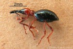 Enlarged Image of 'Cylas formicarius'