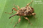 Enlarged Image of 'Acicnemus crassiusculus'