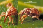 Enlarged Image of 'Cranopoeus sp.A QQAS-A'