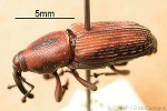 New Guinea Sugarcane-Weevil (Rhabdoscelus obscurus)