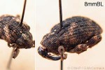 Enlarged Image of 'Sternochetus mangiferae'