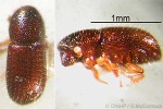 Enlarged Image of 'Coccotrypes cyperi QQcf.'