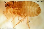 Enlarged Image of 'Ctenocephalides felis'