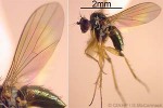 TinyflyQQBB nrNeedle (tinyflyQQBB)