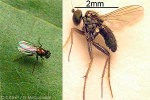 TinyflyQQB darkthigh (tinyflyQQB)