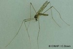 a cranefly (Libnotes perkinsi)