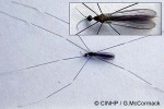 White-footed Cranefly (Trentepohlia spinulifera)