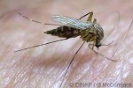 Aedes nocturus