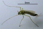 Enlarged Image of 'Chironomus magnivalva'