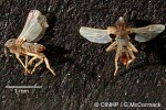 Pacific Humpback Midge (Clunio pacificus)