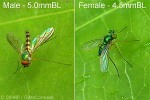 Enlarged Image of 'Chrysosoma complicatum'