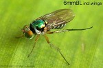 a doli fly (Paraclius QQRR)