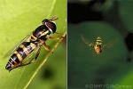 Enlarged Image of 'Allograpta amphotera'