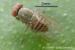 Enlarged Image of 'Homoneura hawaiiensis'
