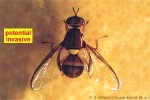 Enlarged Image of 'Bactrocera tryoni'
