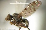 Tiny Fruitfly (Dioxyna sororcula)