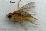 Enlarged Image of 'Cadrema pallida'