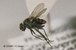 Limnophora mesolissa