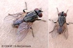 What Am I? Click to display answer!