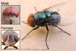 Enlarged Image of 'Chrysomya megacephala'