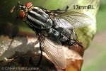 Enlarged Image of 'Peckia chrysostoma'