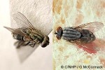 Enlarged Image of 'Sarcophagula occidua'