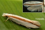 Enlarged Image of 'Erechthias psammaula'