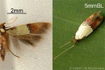 Enlarged Image of 'Opogona regressa QQnr'