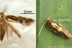 Enlarged Image of 'Opogona trissostacta QQnr'