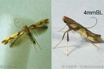 Enlarged Image of 'Caloptilia hilaropsis QQJD'