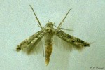 Enlarged Image of 'Conopomorpha QQB666'