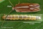 Enlarged Image of 'Agonoxena argaula'