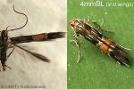 Enlarged Image of 'Cosmopterix  melanarches'