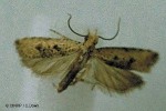 Enlarged Image of 'Bactra litigatrix'