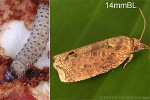 Enlarged Image of 'Cryptophlebia pallifimbriata'